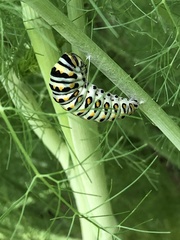 Papilio polyxenes