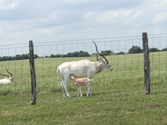 Addax nasomaculatus