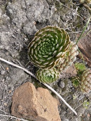 Orostachys spinosa