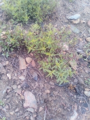 Scutellaria angustifolia