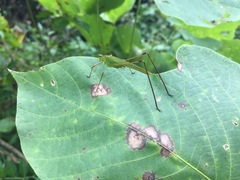 Phaneroptera nigroantennata