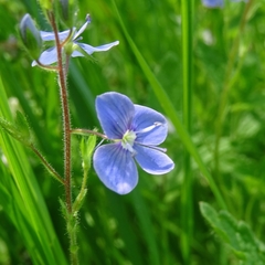 Veronica chamaedrys chamaedrys