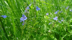 Veronica chamaedrys chamaedrys