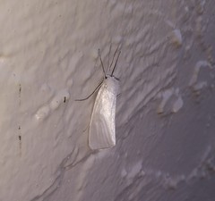 Schoenobiinae