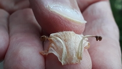 Orobanche caryophyllacea