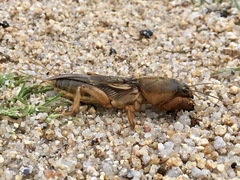 Gryllotalpa vineae