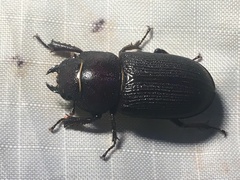 Dorcus parallelus