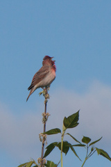 Carpodacus erythrinus