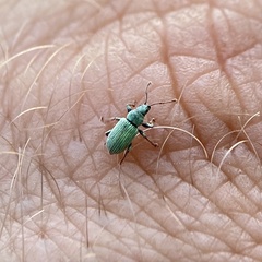 Phyllobius roboretanus