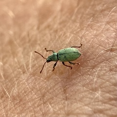 Phyllobius roboretanus