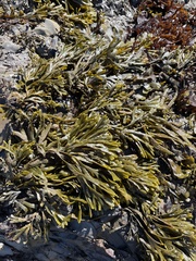 Pelvetiopsis limitata