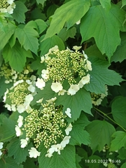 Viburnum opulus