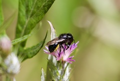 Osmia montana quadriceps