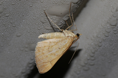 Anachloris subochraria