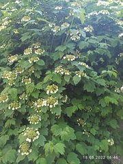Viburnum opulus