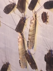 Nectopsyche exquisita