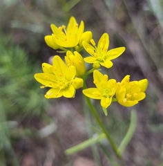Haplophyllum linifolium rosmarinifolium