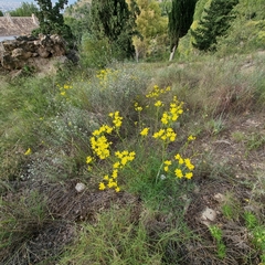 Haplophyllum linifolium rosmarinifolium