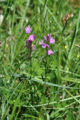 Polygala pedemontana