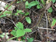 Shirakiacris shirakii