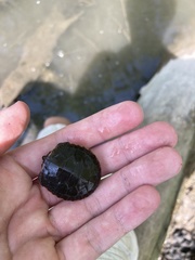 Chrysemys picta marginata