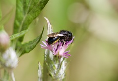 Osmia montana quadriceps