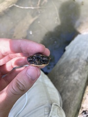 Chrysemys picta marginata