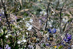 Passerculus sandwichensis alaudinus