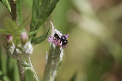 Osmia montana quadriceps