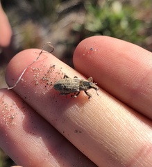 Pseudocleonus