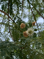 Mimosoideae