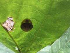 Cyrtarachne inaequalis