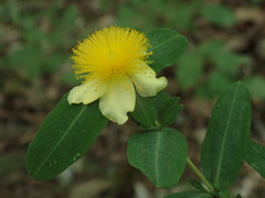 Hypericum frondosum