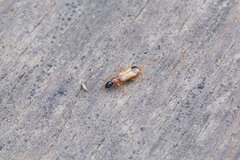 Demetrias monostigma