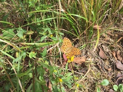 Argynnis laodice