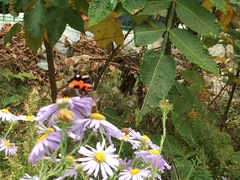 Vanessa indica indica