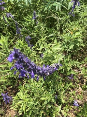 Salvia farinacea