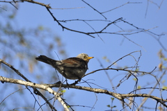 Turdus pilaris