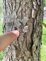 Hysterium angustatum