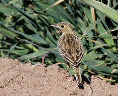 Anthus spragueii