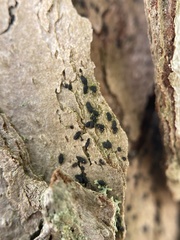 Hysterium angustatum