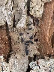 Hysterium angustatum