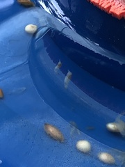Diptera