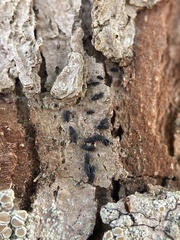 Hysterium angustatum