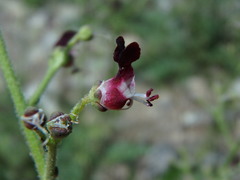 Scrophularia canina