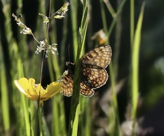 Melitaea aurelia