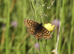 Melitaea aurelia