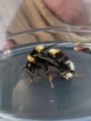 Bombus jonellus