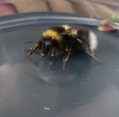 Bombus jonellus