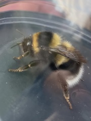 Bombus jonellus
